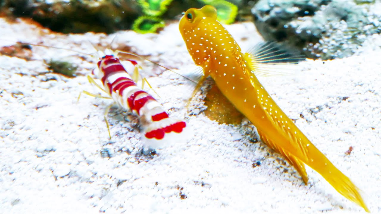 Yellow Watchman Goby Shrimp Pair