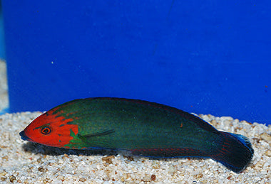 Red Head Wrasse