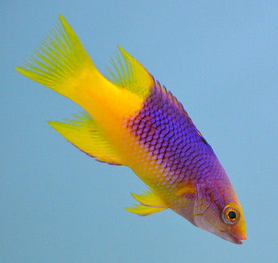Spanish Hogfish