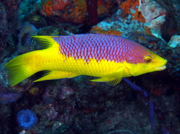 Spanish Hogfish
