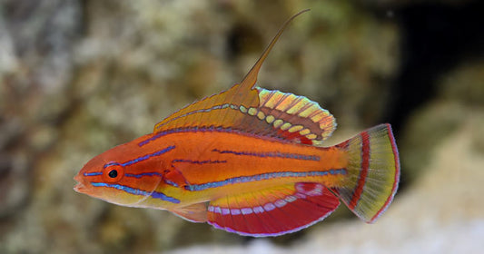 Carpenters Flasher Wrasse (Male, all grown fins)