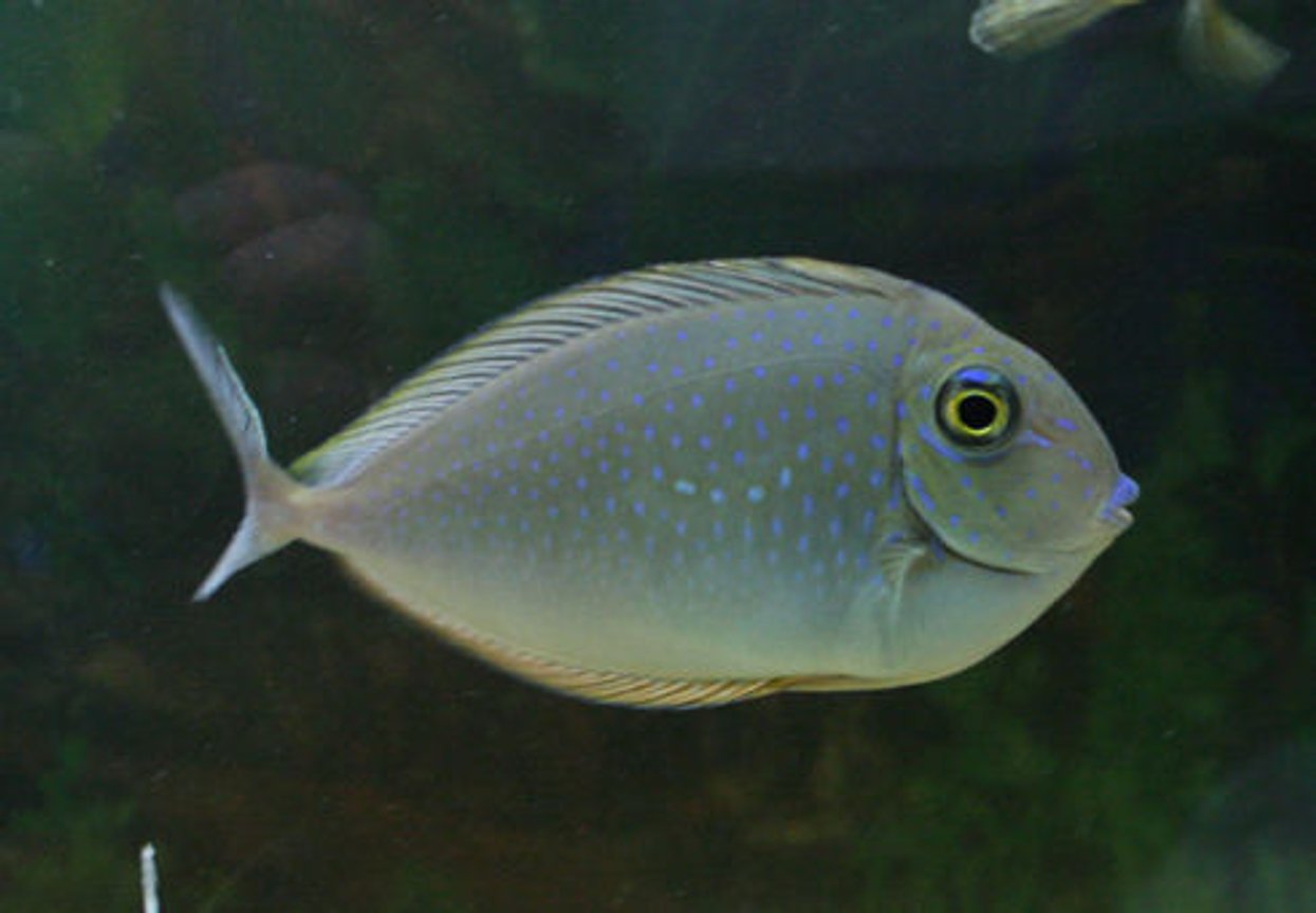 Lopez Unicornfish
