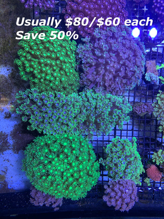 Any 2 Green/Purple Goni for $80