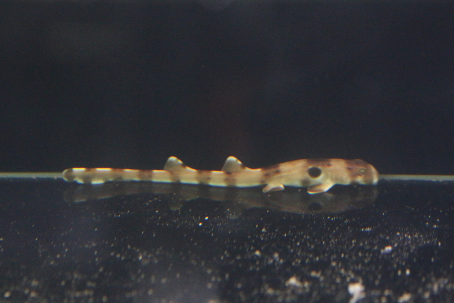 Baby Epaulette Shark (15cm)
