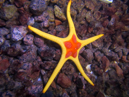 Icon Starfish