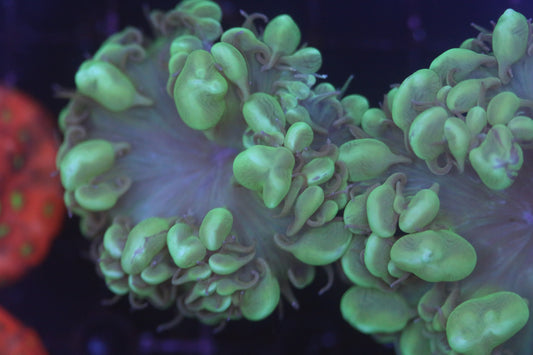 Bubble Coral