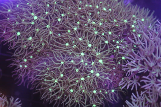Organ Pipe Coral