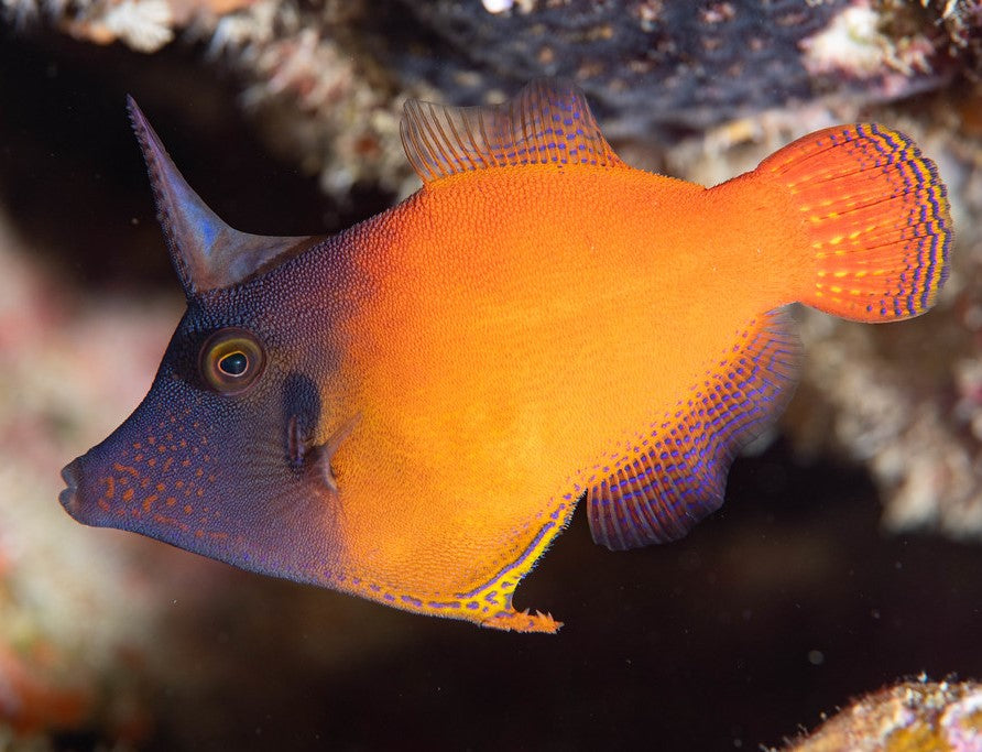 Red Tail Filefish