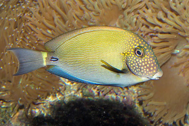 White Freckle Tang