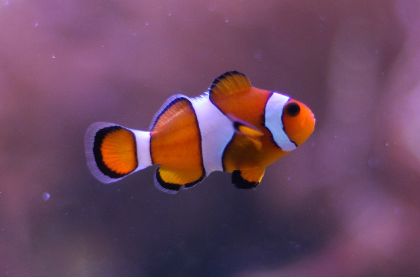 Clownfish 3cm