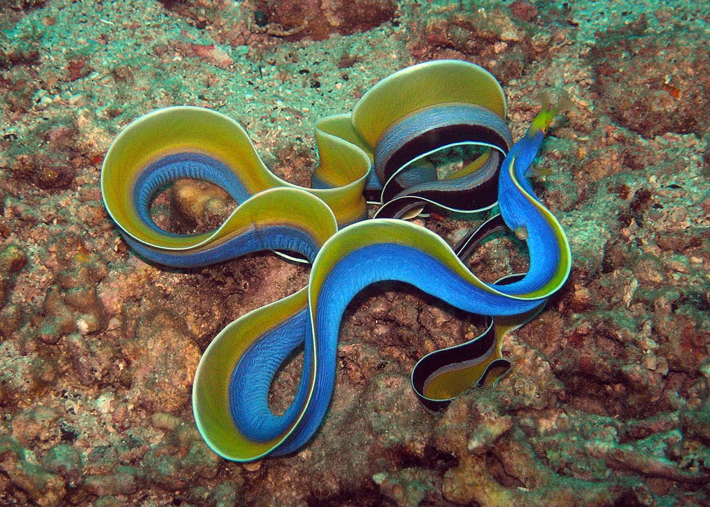 Blue Ribbon Eel (Reef Safe with caution)