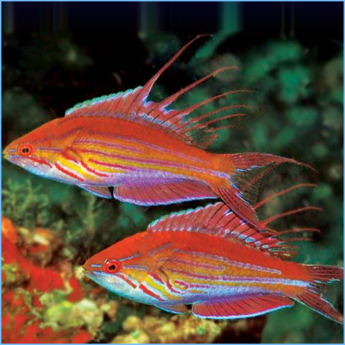 Filamented Flasher Wrasse (male)