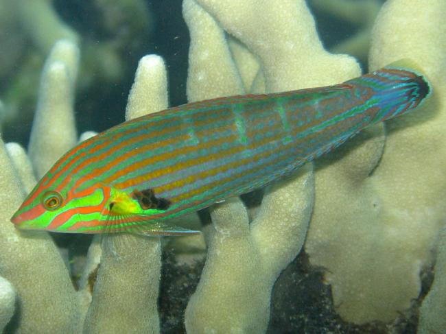 Melanurus Wrasse (Male) – ReefHaven