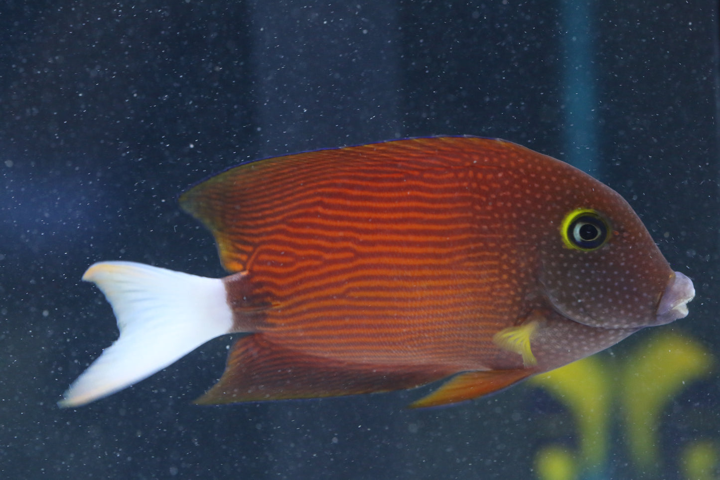 Whitetail Yellow Eye Bristletooth Tang – ReefHaven