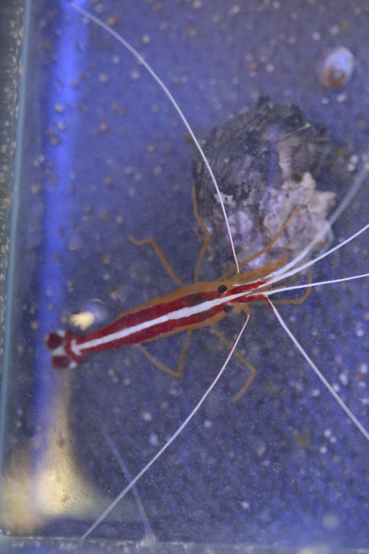 Redline Cleaner Shrimp