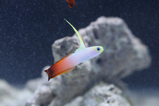 Firetail Goby
