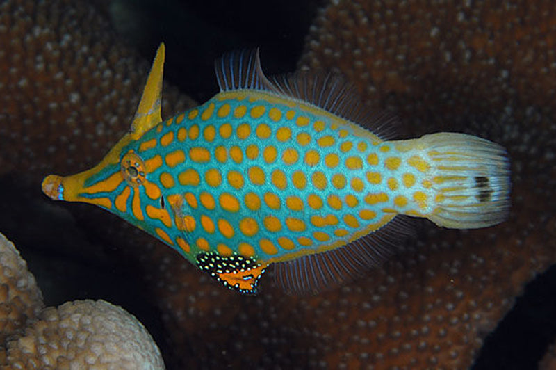 Orange Spot Filefish