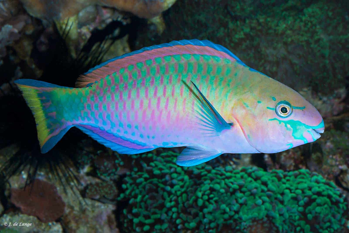 Quoyi Parrotfish (Juvenile)