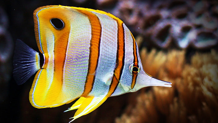 Copperband Butterflyfish – ReefHaven