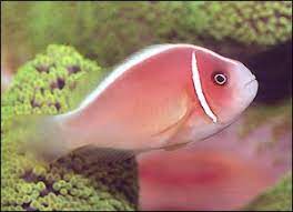 Pink Skunk clownfish