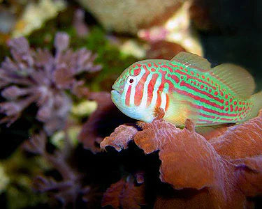 Green Coral Goby