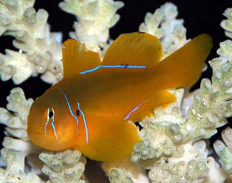 Citron Coral Goby