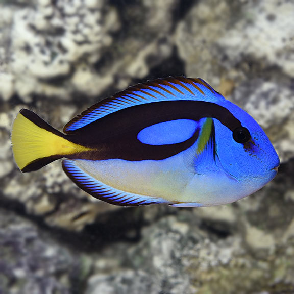 Yellow Belly Blue Tang (baby 4cm)