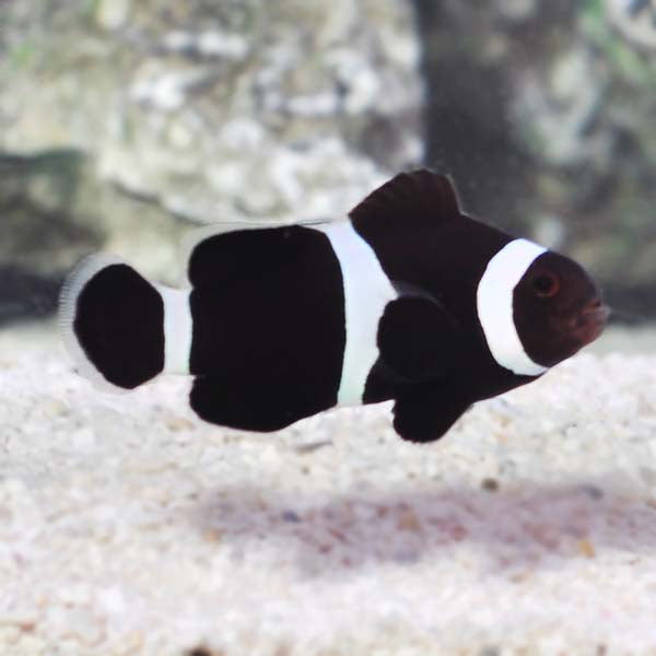 Black/White Clownfish (1-2cm)