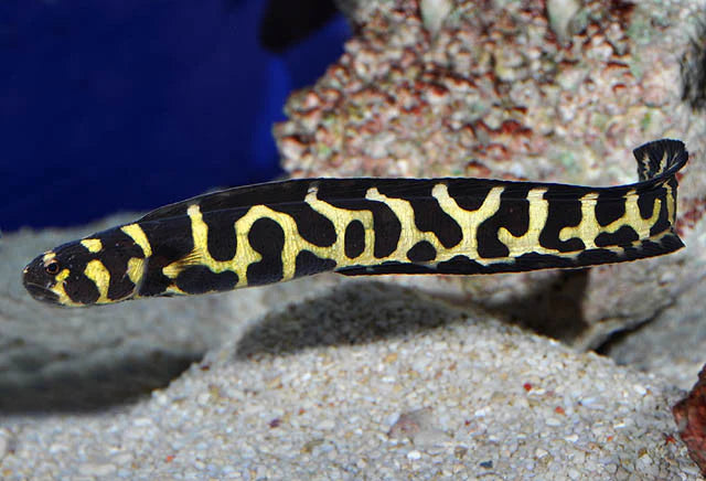Engineer Goby (Juvenile)