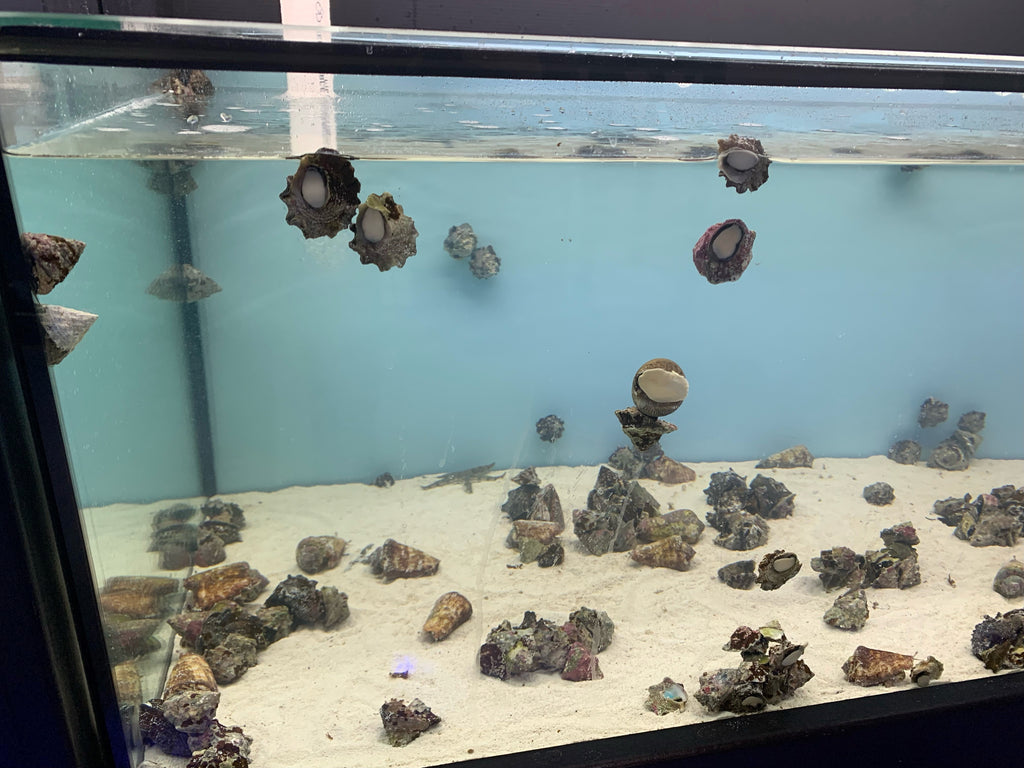 Corly Shell Trochus Snails | Overnight Delivery | No DOA guaranteed | Reef Haven ...